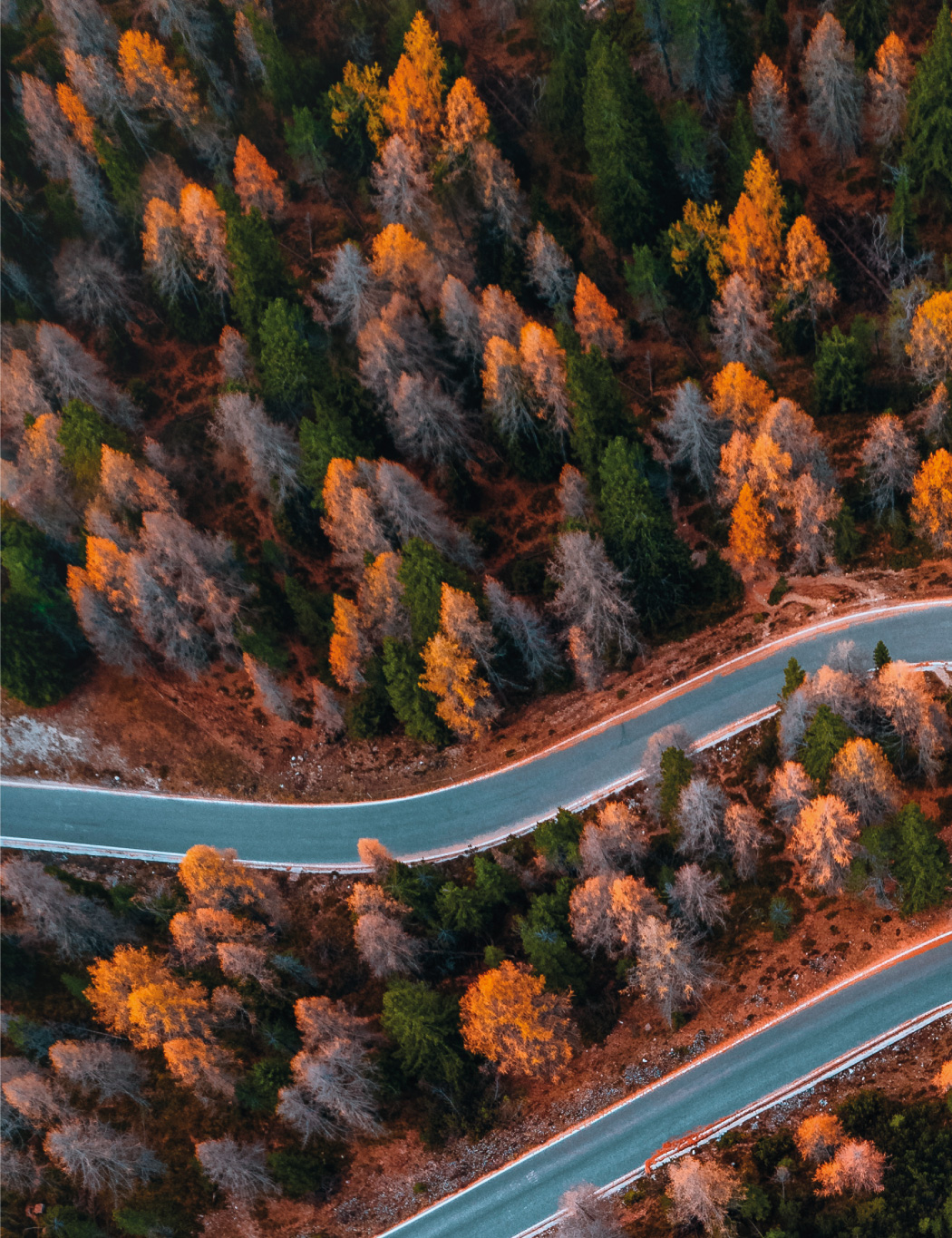 Bilderanordung eines Waldes Part 1