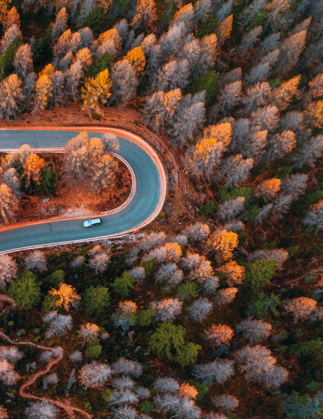 Bilderanordung eines Waldes Part 2