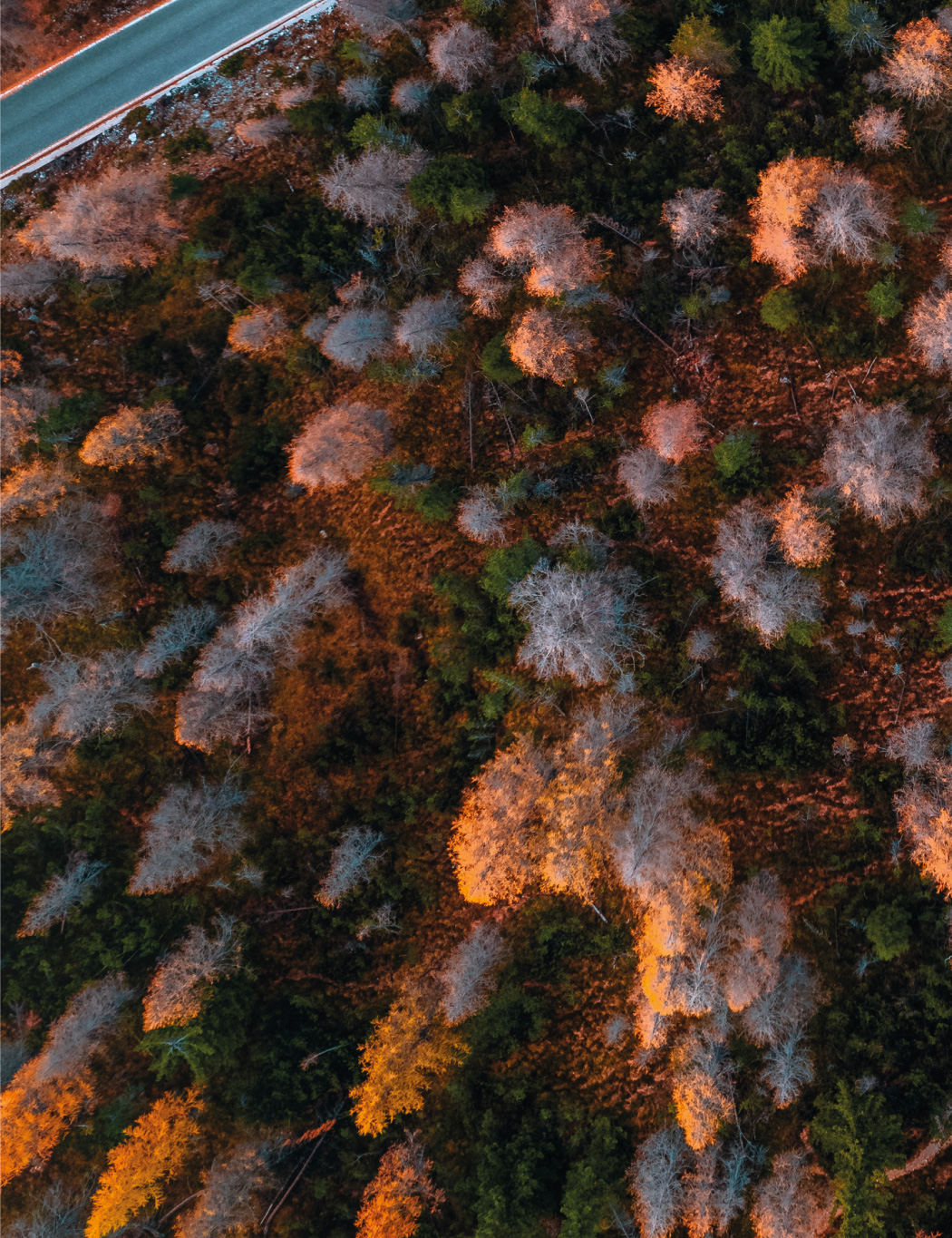 Bilderanordung eines Waldes Part 3