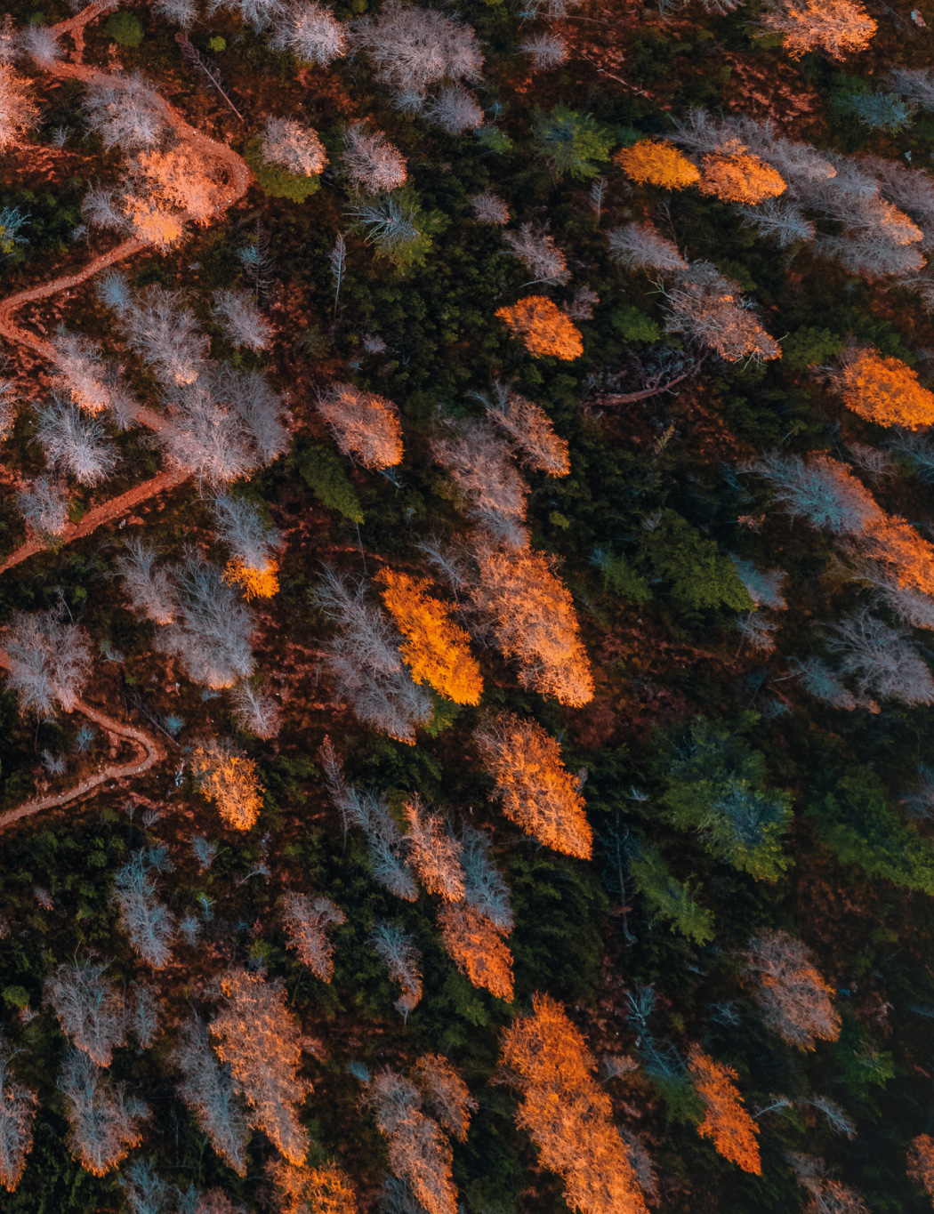 Bilderanordung eines Waldes Part 4